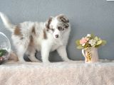 Red Merle Border Collie