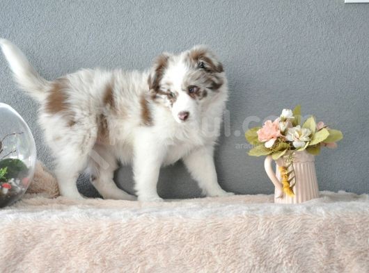 Red Merle Border Collie görsel
