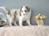 Red Merle Border Collie