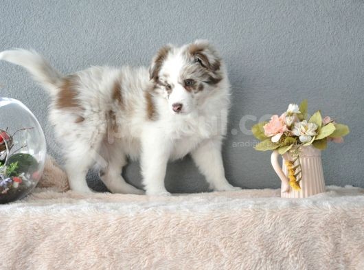 Red Merle Border Collie görsel