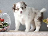 Red Merle Border Collie