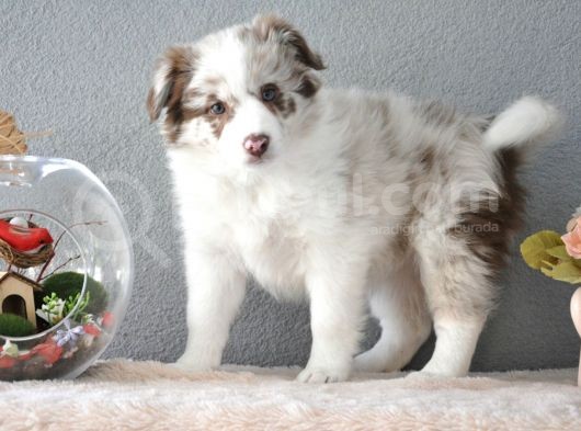 Red Merle Border Collie görsel