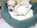 2 Aylık Dişi Maltese Terrier 0 Numara Ankara