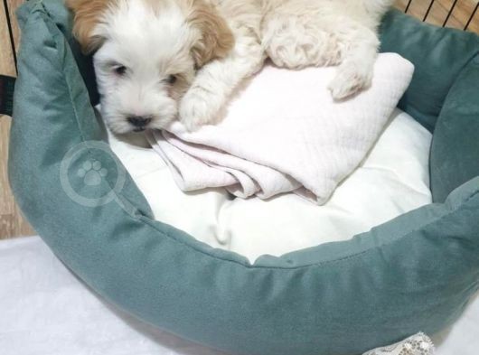 2 Aylık Dişi Maltese Terrier 0 Numara Ankara