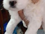 2 Aylık Dişi Maltese Terrier 0 Numara Ankara