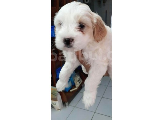 2 Aylık Dişi Maltese Terrier 0 Numara Ankara görsel