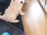 2 Aylık Dişi Maltese Terrier 0 Numara Ankara