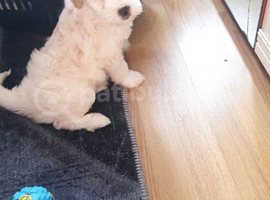 2 Aylık Dişi Maltese Terrier 0 Numara Ankara görsel