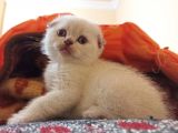 Safkan Scottish Fold Yavrularımız