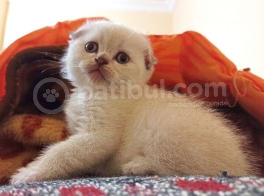 Safkan Scottish Fold Yavrularımız görsel