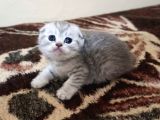 Safkan Scottish Fold Yavrularımız