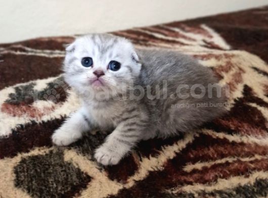 Safkan Scottish Fold Yavrularımız görsel
