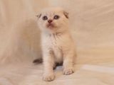 Safkan Scottish Fold Yavrularımız