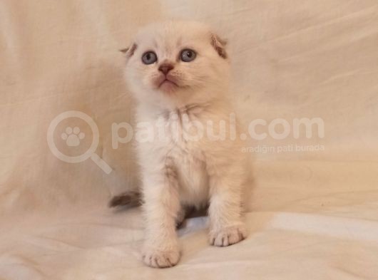 Safkan Scottish Fold Yavrularımız