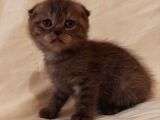 Safkan Scottish Fold Yavrularımız