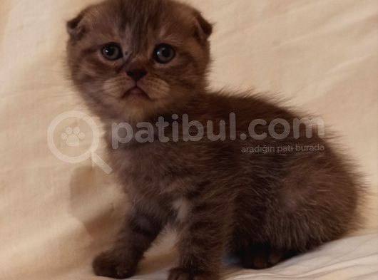 Safkan Scottish Fold Yavrularımız görsel