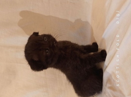 Safkan Scottish Fold Yavrularımız görsel