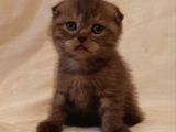Safkan Scottish Fold Yavrularımız