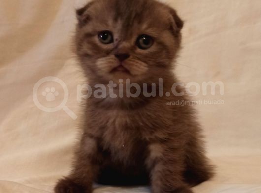 Safkan Scottish Fold Yavrularımız görsel