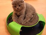 Safkan Scottish Fold Yavrularımız