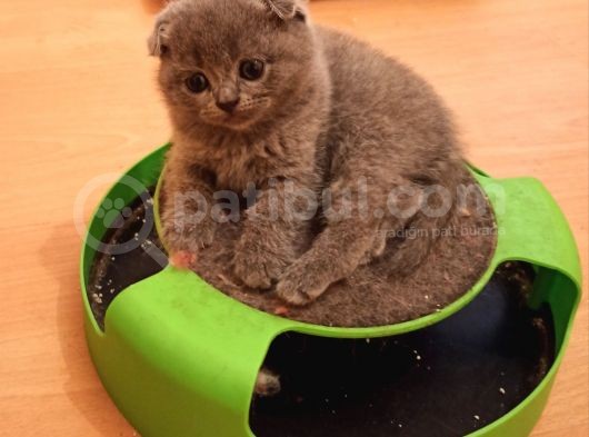 Safkan Scottish Fold Yavrularımız görsel