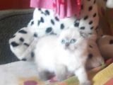 Show Kali̇te  Scottish Fold Blue Point Dişi Ve Erkek