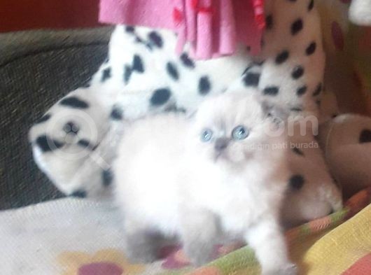 Show Kali̇te  Scottish Fold Blue Point Dişi Ve Erkek