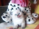 Show Kali̇te  Scottish Fold Blue Point Dişi Ve Erkek
