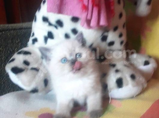 Show Kali̇te  Scottish Fold Blue Point Dişi Ve Erkek görsel