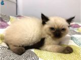 British Shorthair Blue Point