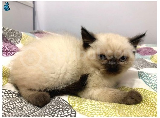 British Shorthair Blue Point görsel
