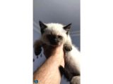 British Shorthair Blue Point
