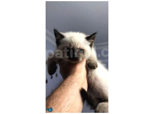 British Shorthair Blue Point