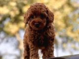 Red Brown Toy Poodle Bebekler