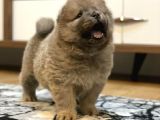 Blue Chow Chow Yavrumuz