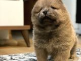 Blue Chow Chow Yavrumuz