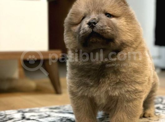 Blue Chow Chow Yavrumuz görsel