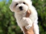 Irk ve Sağlık Garantili Maltese Terrier Yavrularımız
