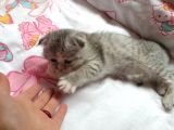 Kedi Sahiplendirme Scottish Fold