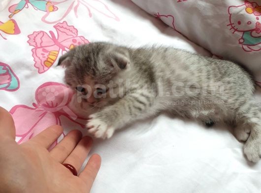 Kedi Sahiplendirme Scottish Fold görsel