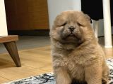Blue Chow Chow Yavrumuz