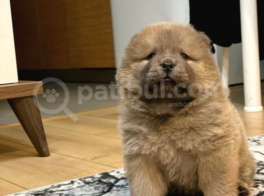 Blue Chow Chow Yavrumuz görsel