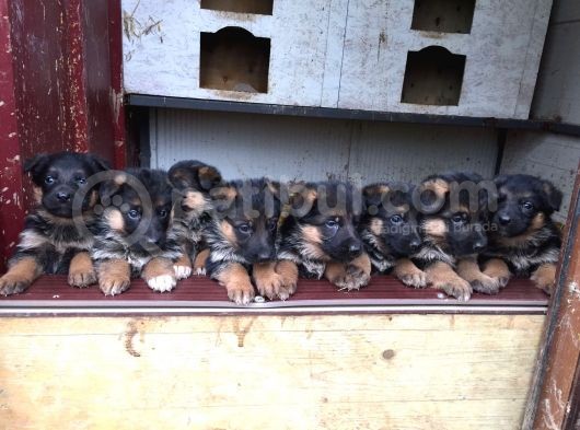 Aşı Ve Karneleri Tam Safkan German Shepherd Yavrular görsel