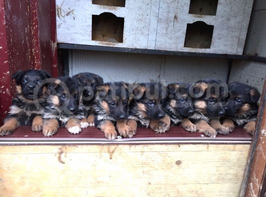 Aşı Ve Karneleri Tam Safkan German Shepherd Yavrular görsel