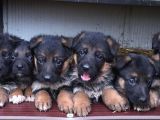 Aşı Ve Karneleri Tam Safkan German Shepherd Yavrular