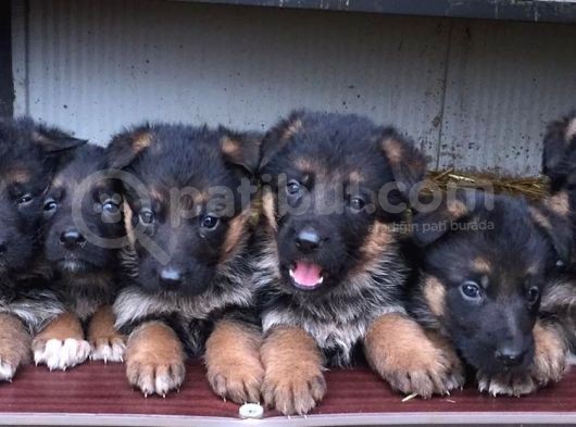 Aşı Ve Karneleri Tam Safkan German Shepherd Yavrular