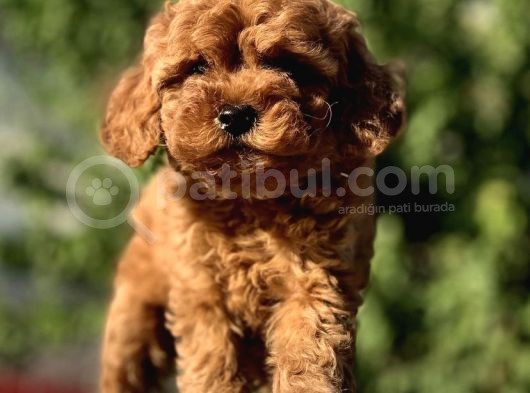 Red Brown Toy Poodle Bebekler