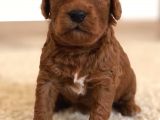 Red Toy Poodle Rezerveye Açılmıstır