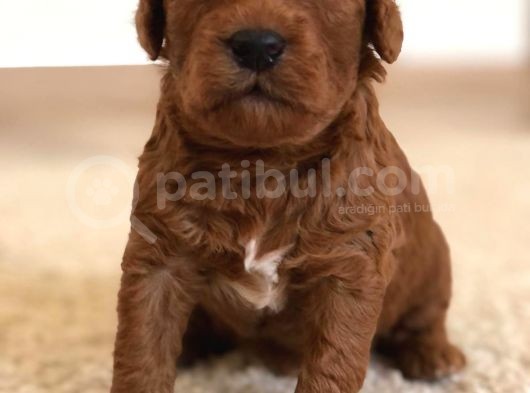Red Toy Poodle Rezerveye Açılmıstır görsel