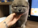 Blue Chow Chow Yavrumuz